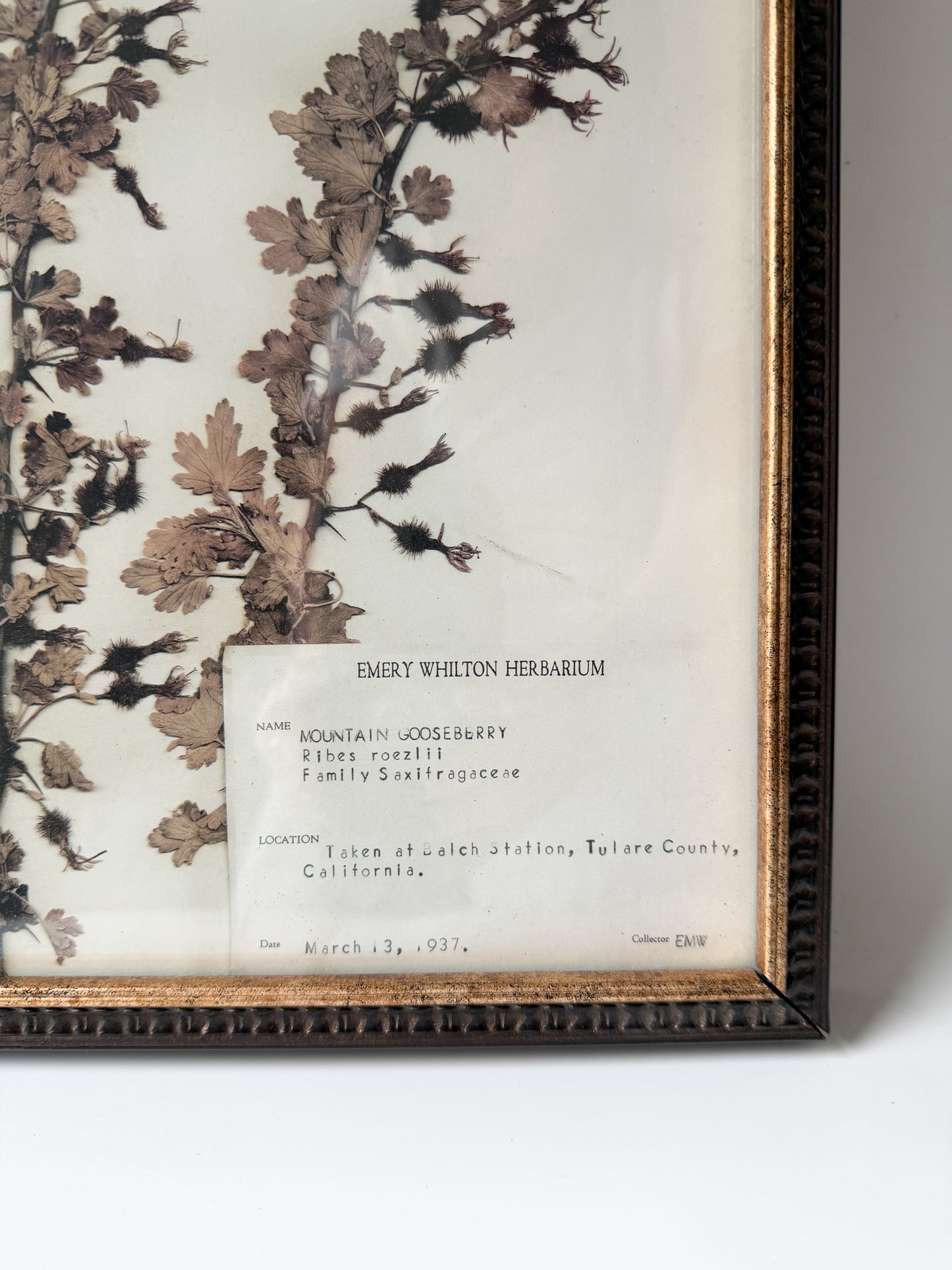 Emery Whilton Frame Herbarium Lithograph of Mountain Gooseberry 1937
