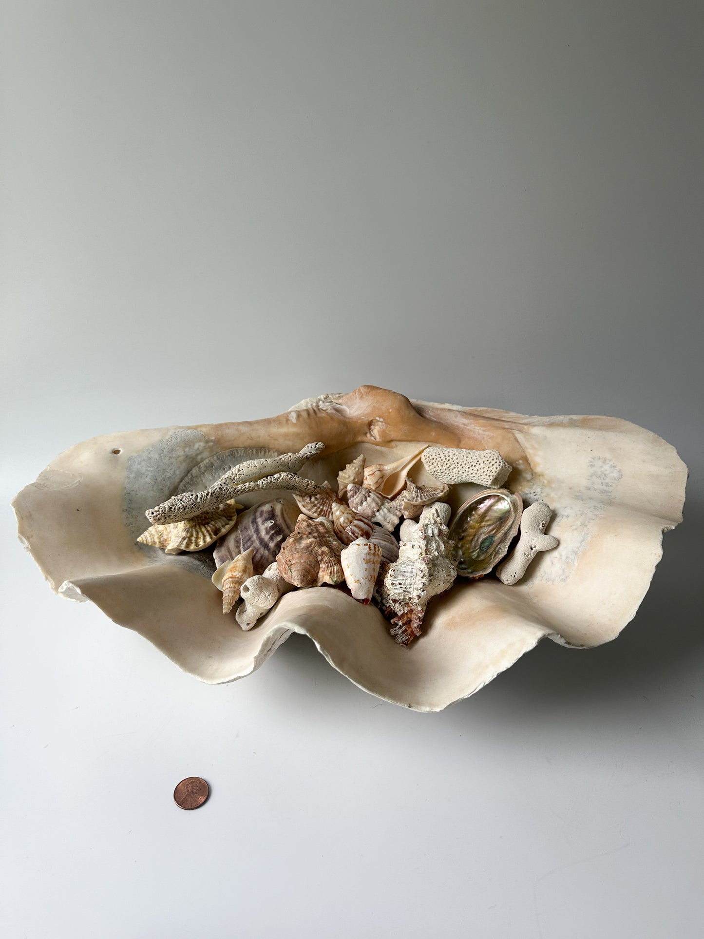 Stunning Large Real Clamshell 17" Long