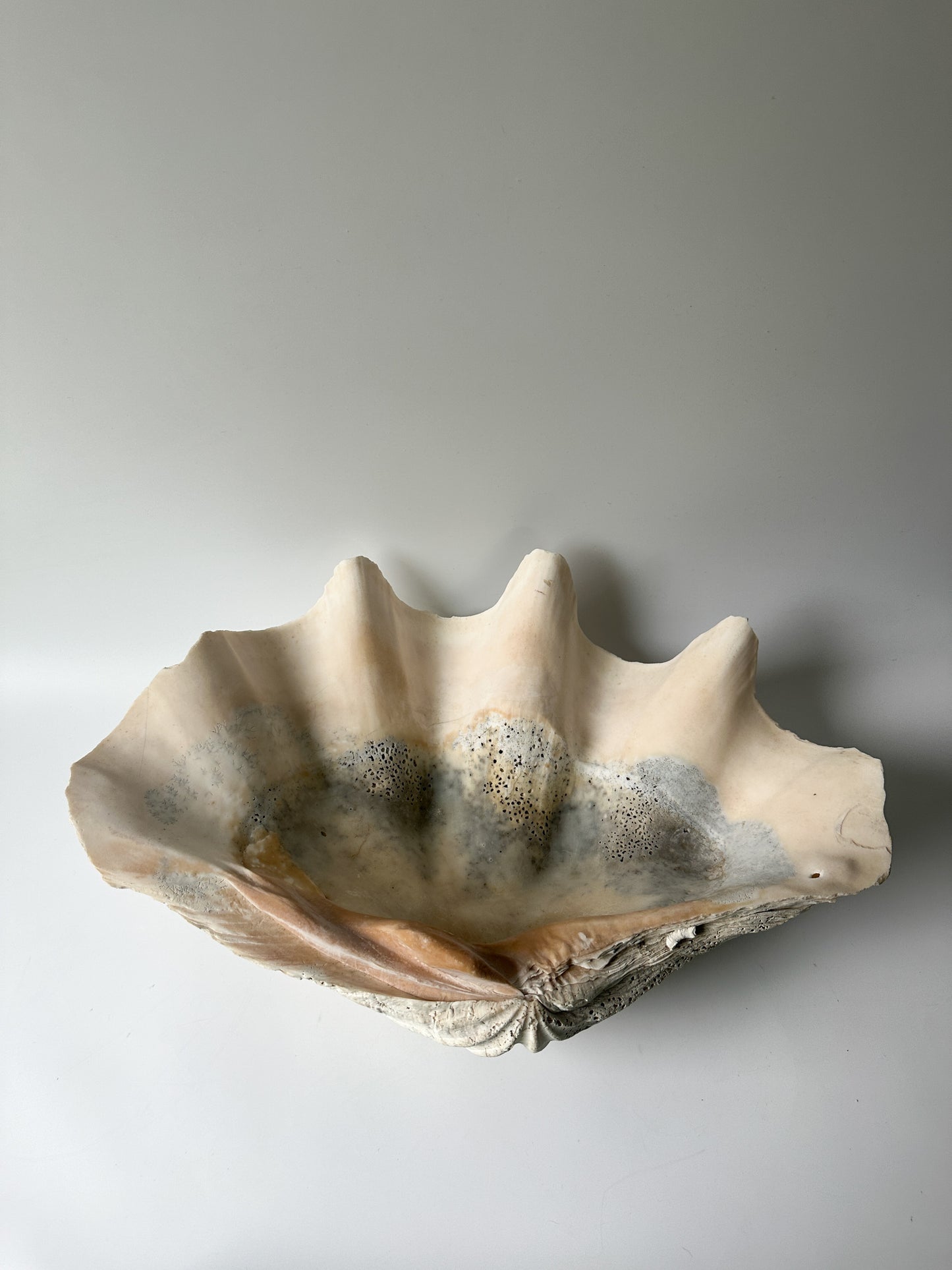 Stunning Large Real Clamshell 17" Long