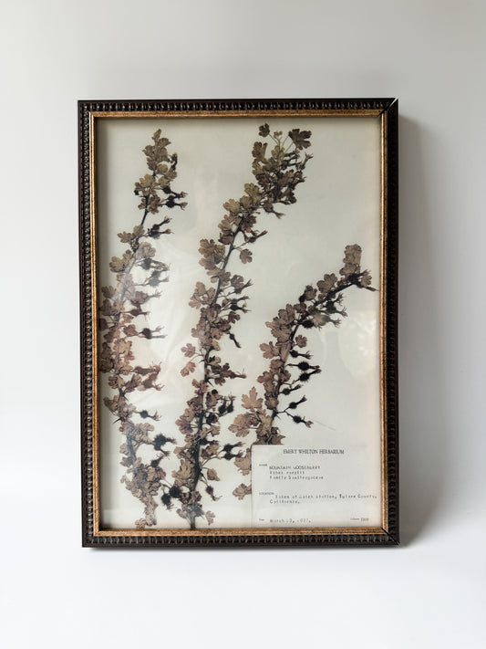 Emery Whilton Frame Herbarium Lithograph of Mountain Gooseberry 1937