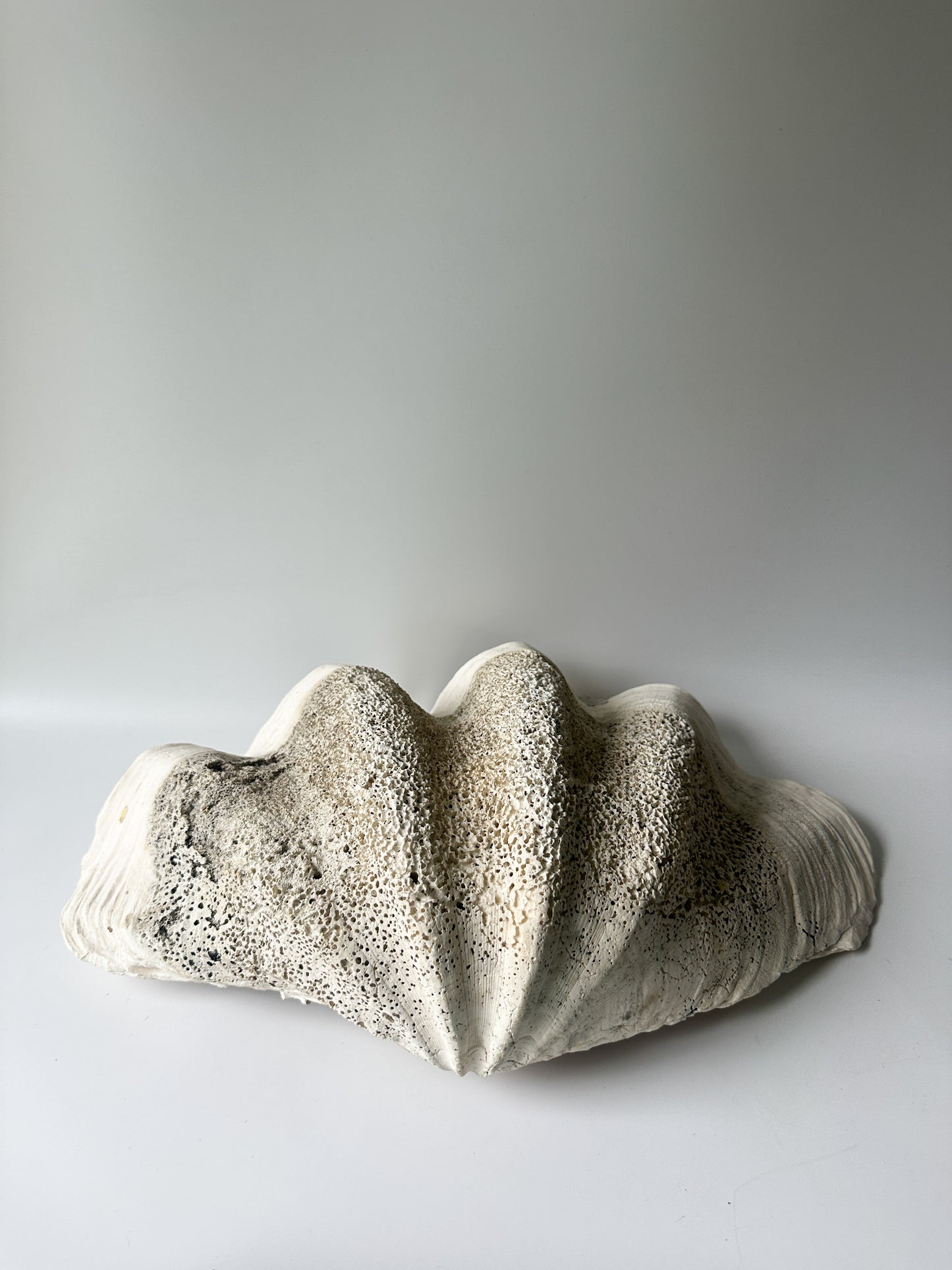 Stunning Large Real Clamshell 17" Long
