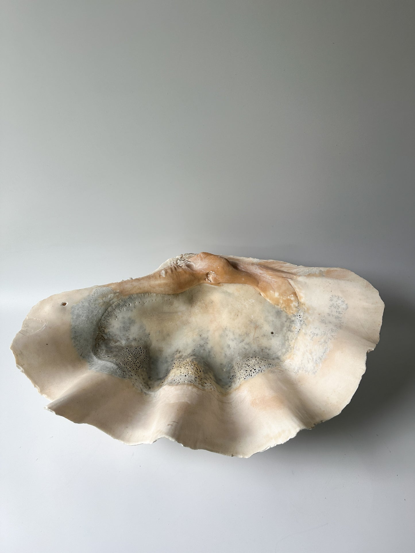 Stunning Large Real Clamshell 17" Long
