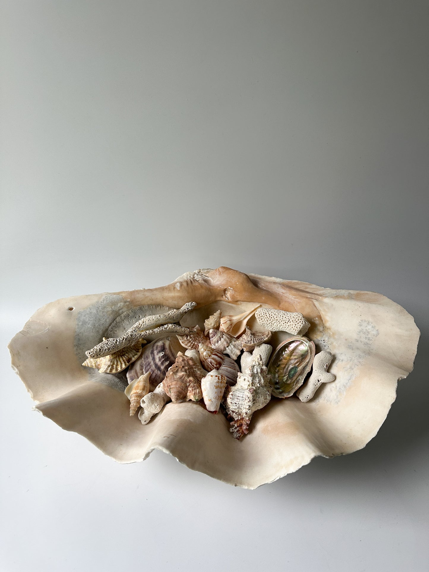 Stunning Large Real Clamshell 17" Long
