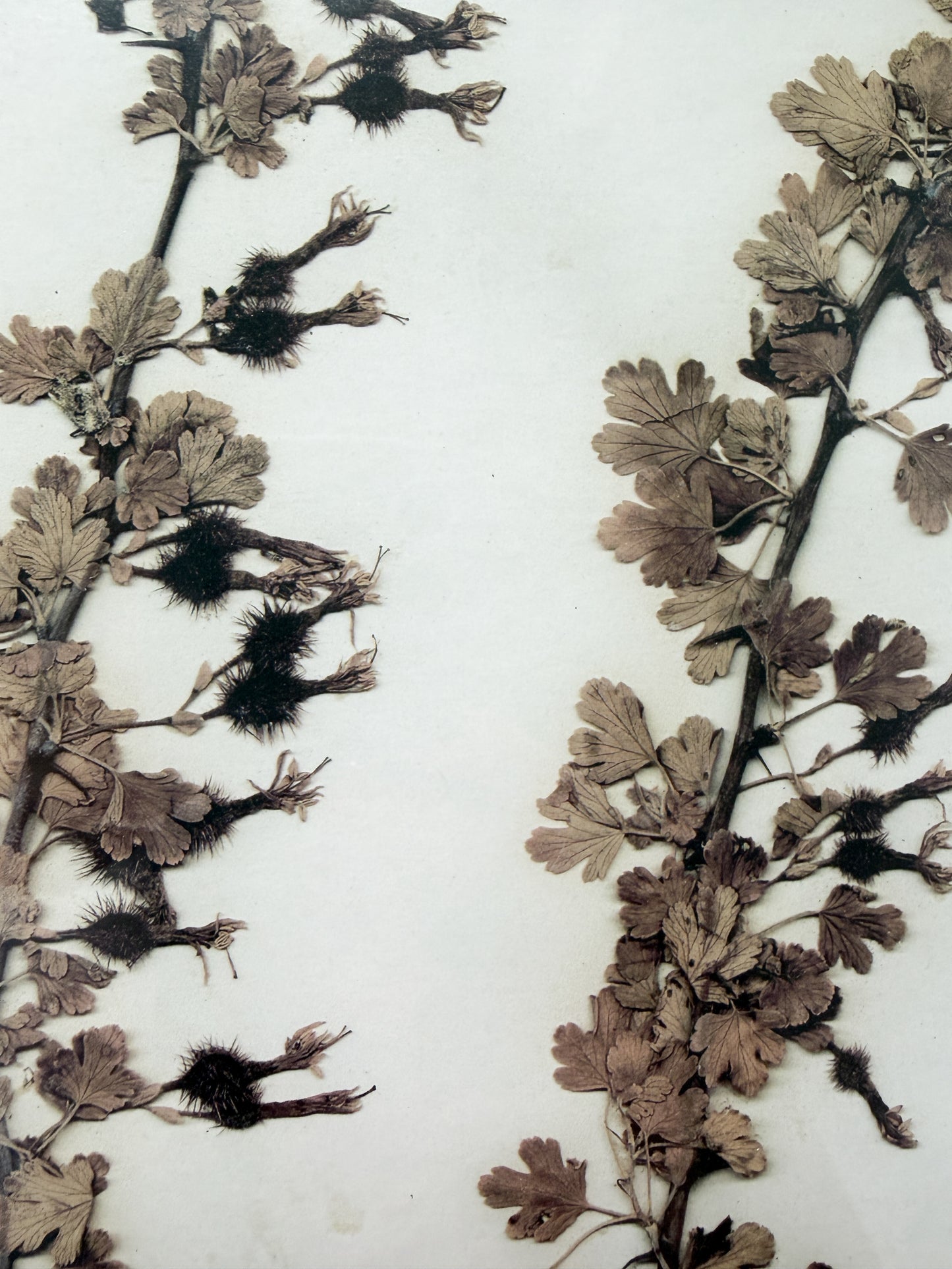 Emery Whilton Frame Herbarium Lithograph of Mountain Gooseberry 1937