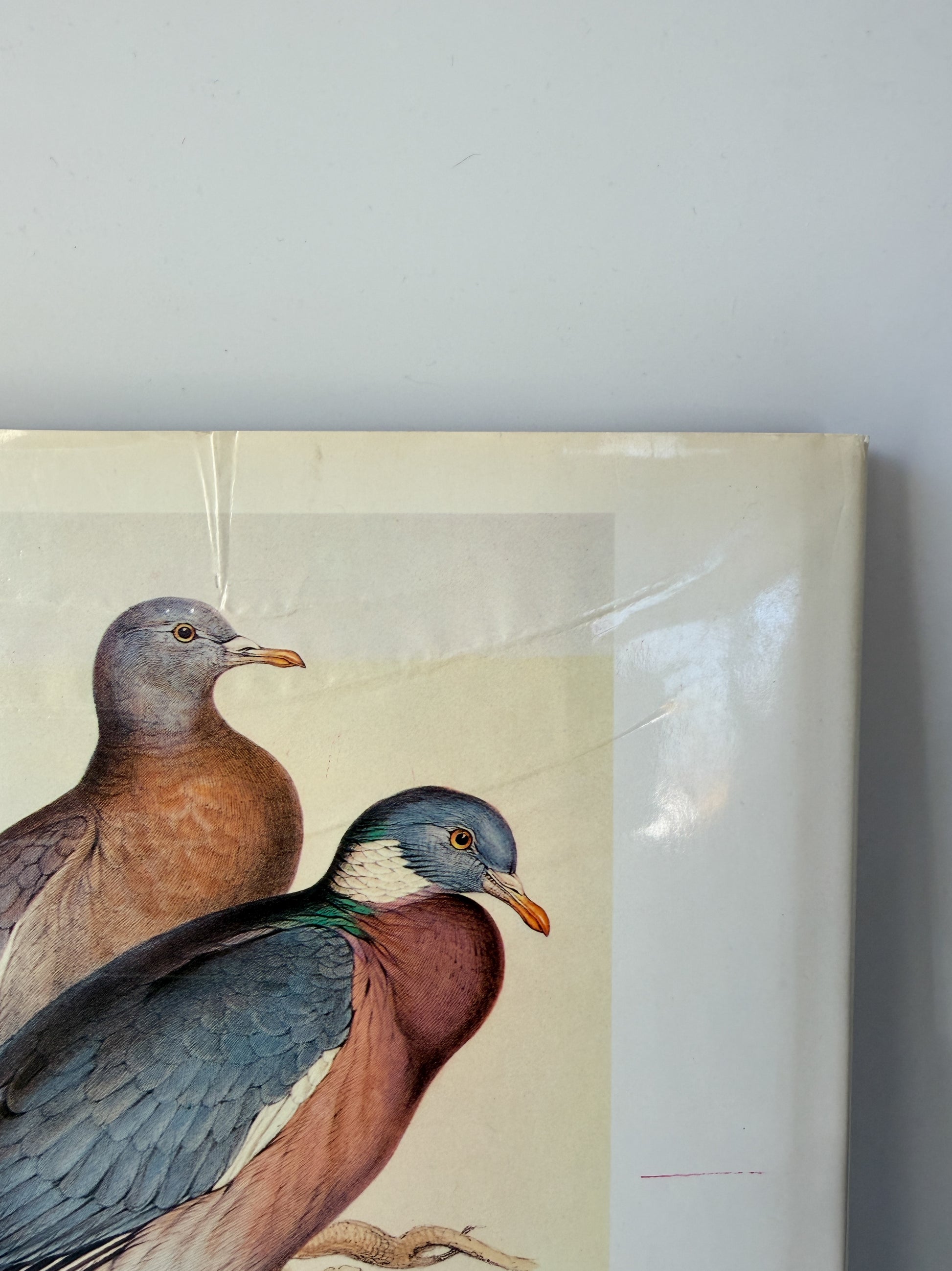 Book: Edward Lear's Birds by Susan Hyman