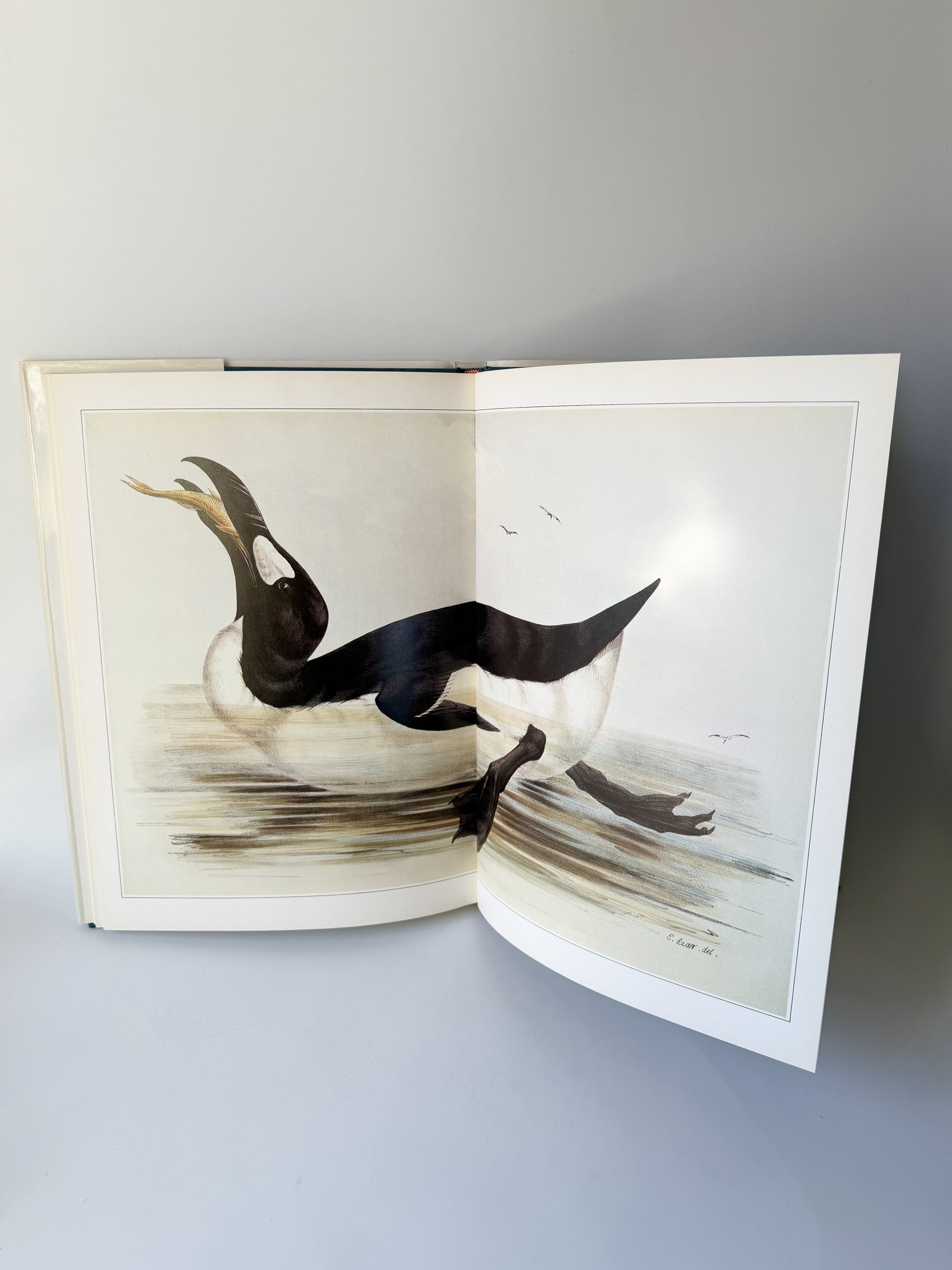 Book: Edward Lear's Birds by Susan Hyman