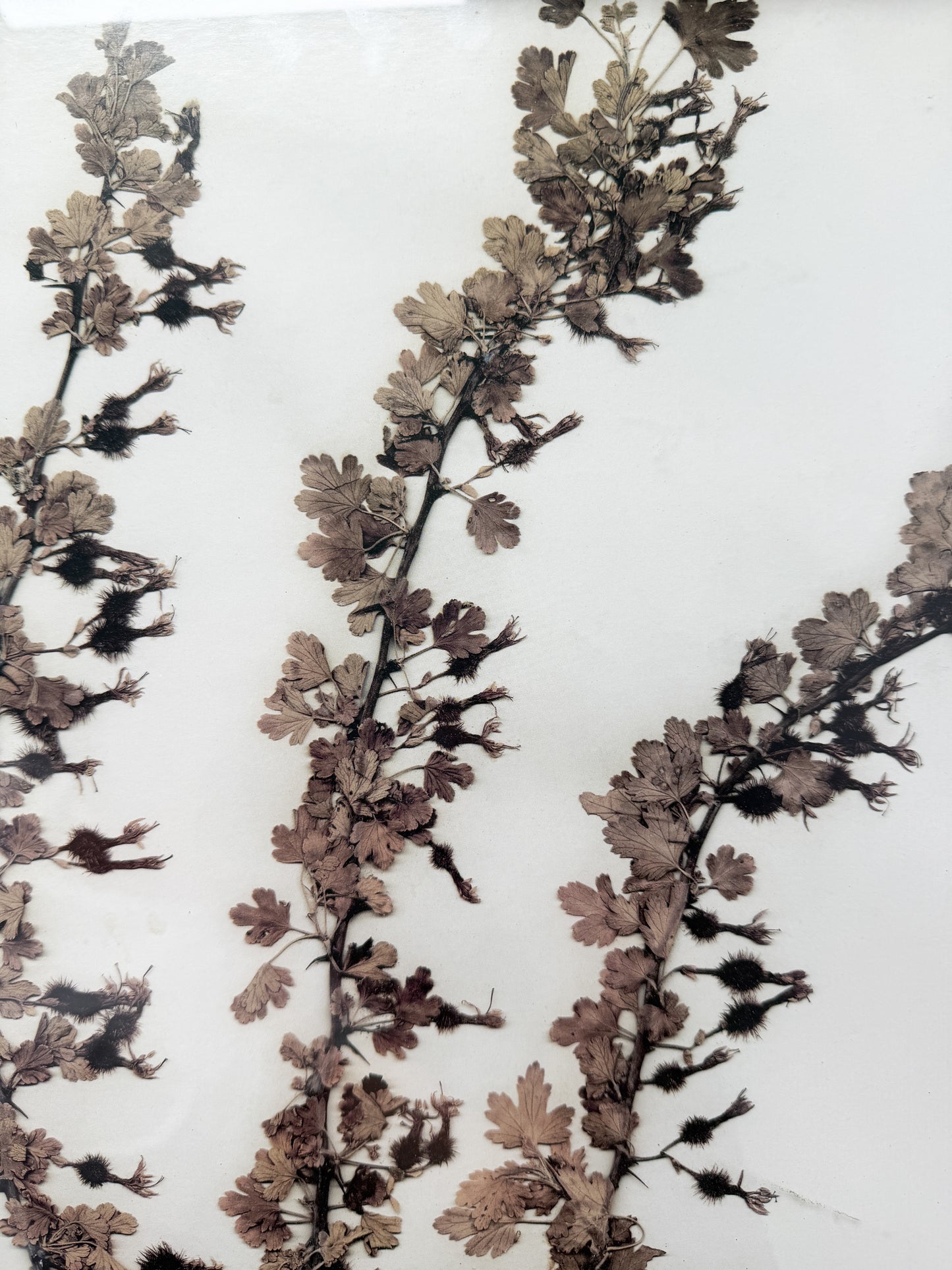 Emery Whilton Frame Herbarium Lithograph of Mountain Gooseberry 1937