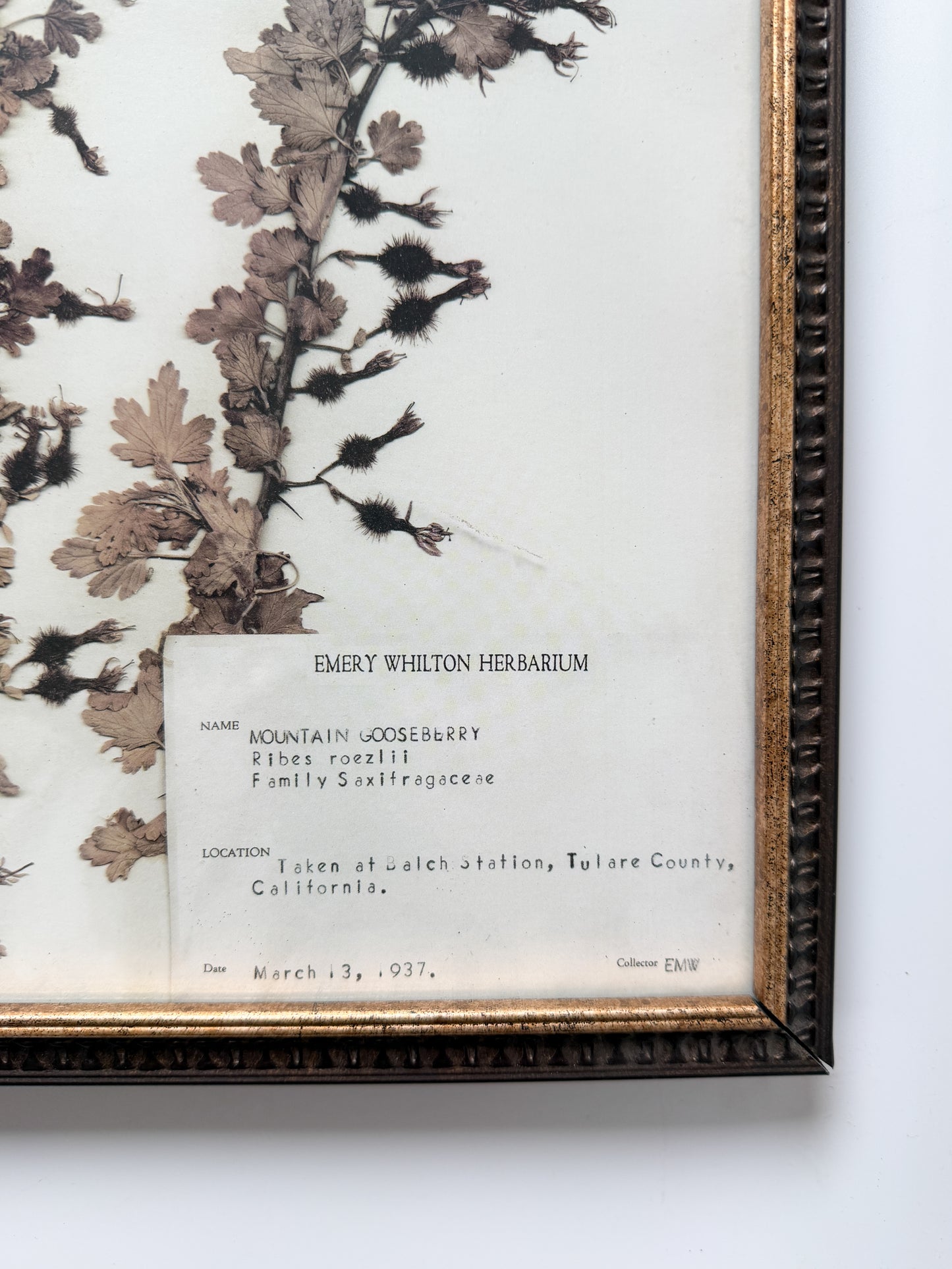 Emery Whilton Frame Herbarium Lithograph of Mountain Gooseberry 1937